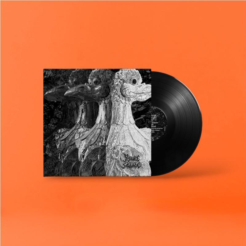 Micorriza – KTPV003