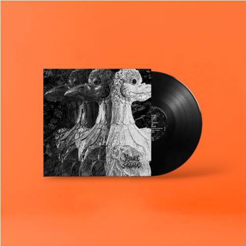 Micorriza – KTPV003