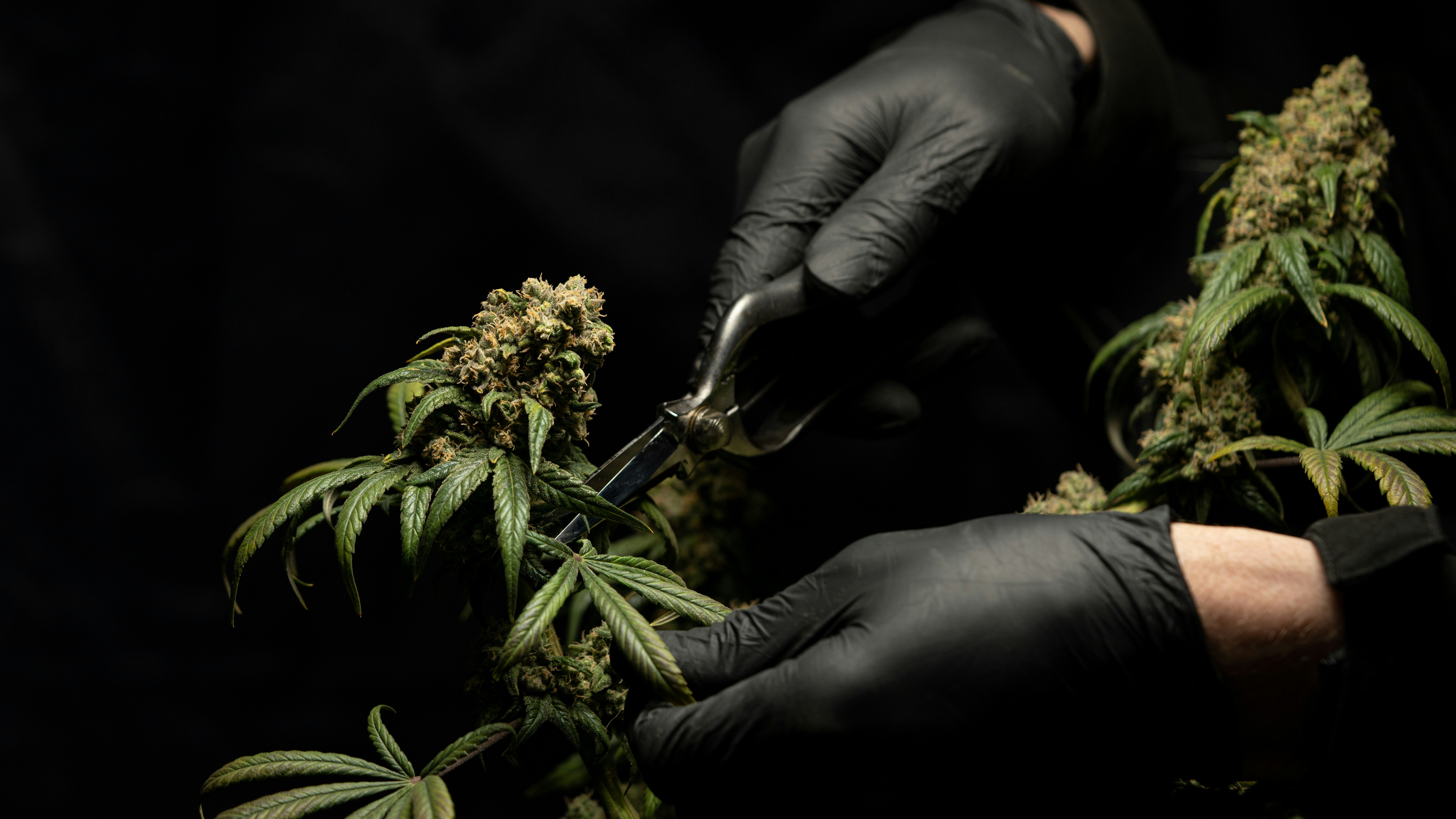 Cómo elegir una flor de CBD