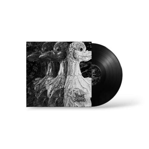 Micorriza – KTPV003